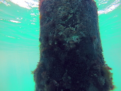 Helcogramma decurrens