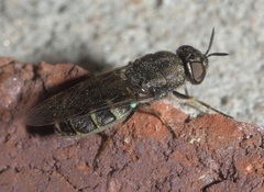 Odontomyia interrupta