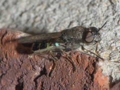 Odontomyia interrupta
