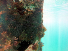Helcogramma decurrens