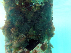 Helcogramma decurrens