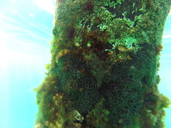Helcogramma decurrens