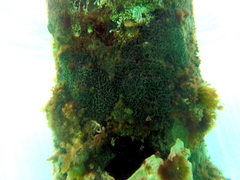 Helcogramma decurrens