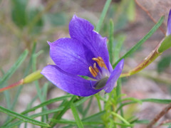 Cheiranthera alternifolia