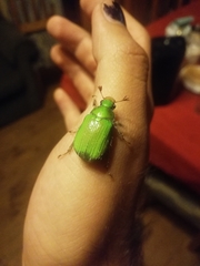 Brachysternus spectabilis