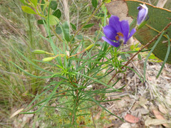 Cheiranthera alternifolia