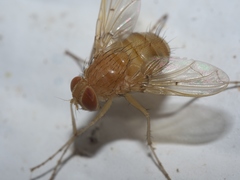 Ormia reinhardi