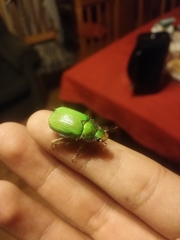 Brachysternus spectabilis