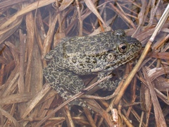 Lithobates capito