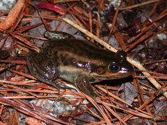 Lithobates virgatipes