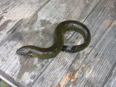 Siren lacertina