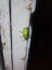 Brachysternus spectabilis