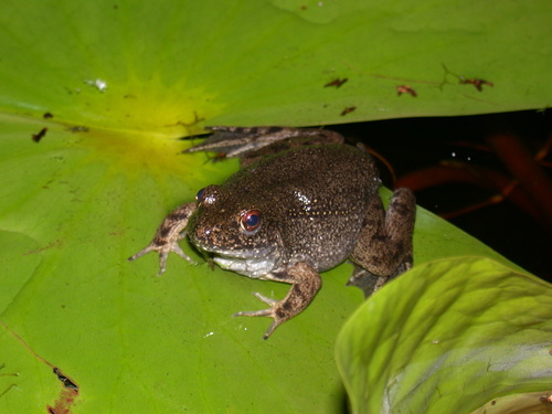 River Frog
