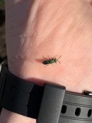 Chrysidoidea