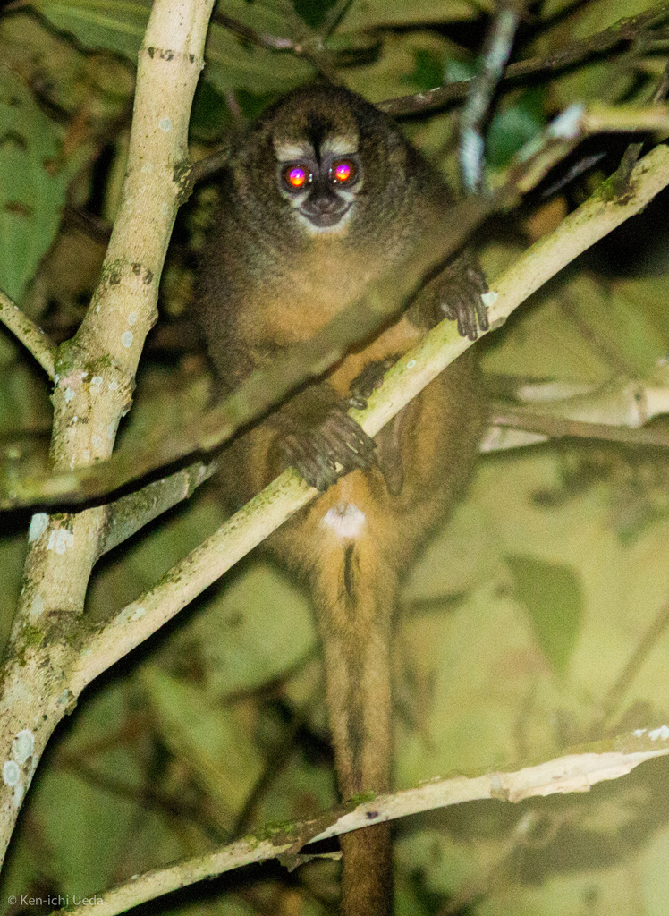 Mico De Noche Andino (Primates del Ecuador) ·