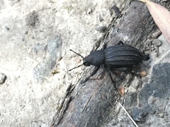 Talaurinus