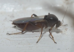 Palpomyia