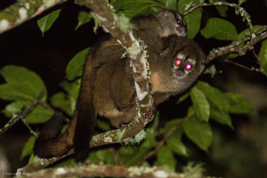 Colombian Night Monkey