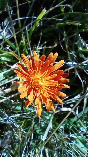 Golden Hawksbeard (Crepis aurea)