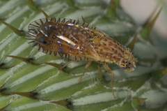 Paracantha culta
