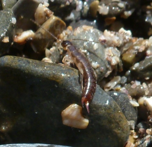 Maritime Earwig