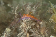 Flabellina