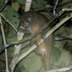 Aotus lemurinus