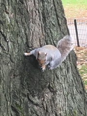 Sciurus carolinensis