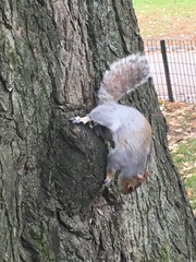 Sciurus carolinensis