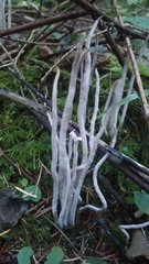 Alloclavaria purpurea
