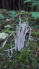 Alloclavaria purpurea