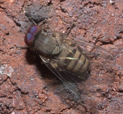 Platypezinae