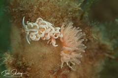 Phyllodesmium serratum