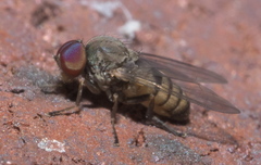 Platypezinae