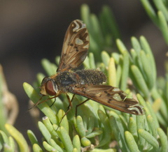 Poecilanthrax alcyon