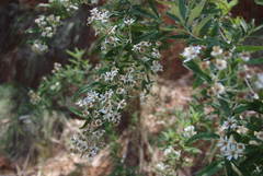 Olearia phlogopappa