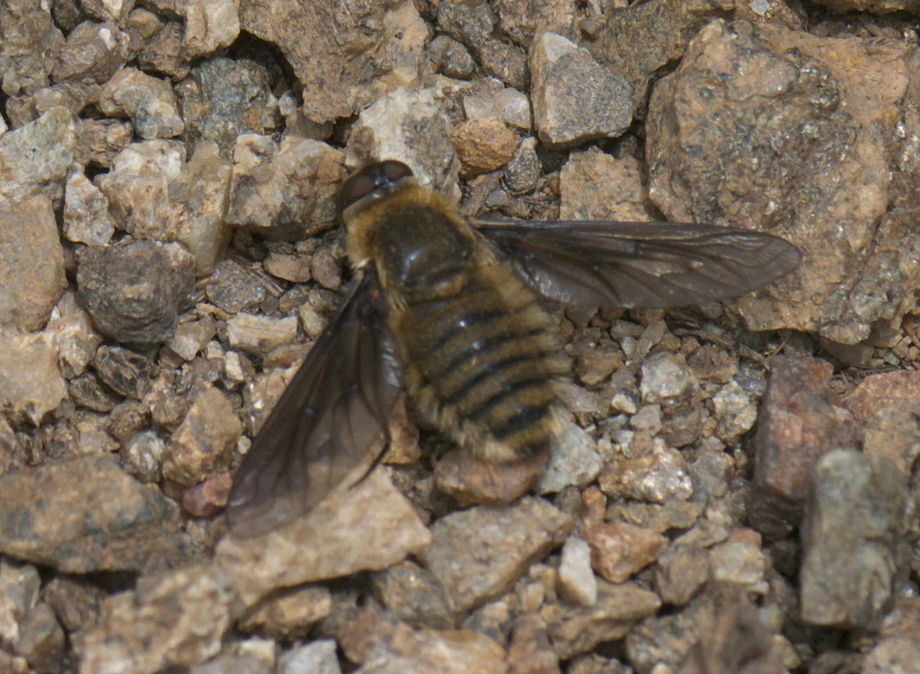 Poecilanthrax monticola