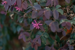 Loropetalum