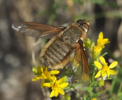 Poecilanthrax sackenii
