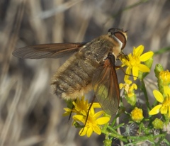 Poecilanthrax sackenii