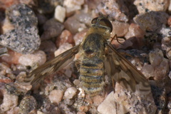 Poecilanthrax willistonii