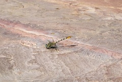 Paragomphus lineatus