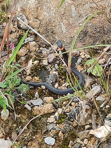 H’mong keelback
