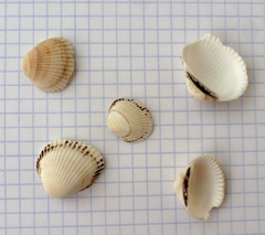 Anadara kagoshimensis