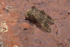 Psectrotanypus dyari