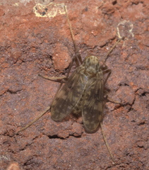 Psectrotanypus dyari