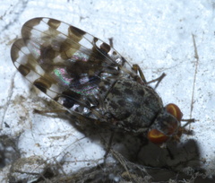 Pseudotephritis approximata