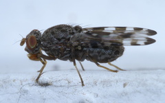 Pseudotephritis approximata