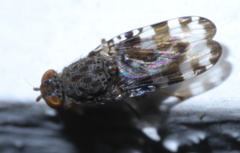 Pseudotephritis approximata
