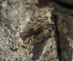 Pseudotephritis approximata